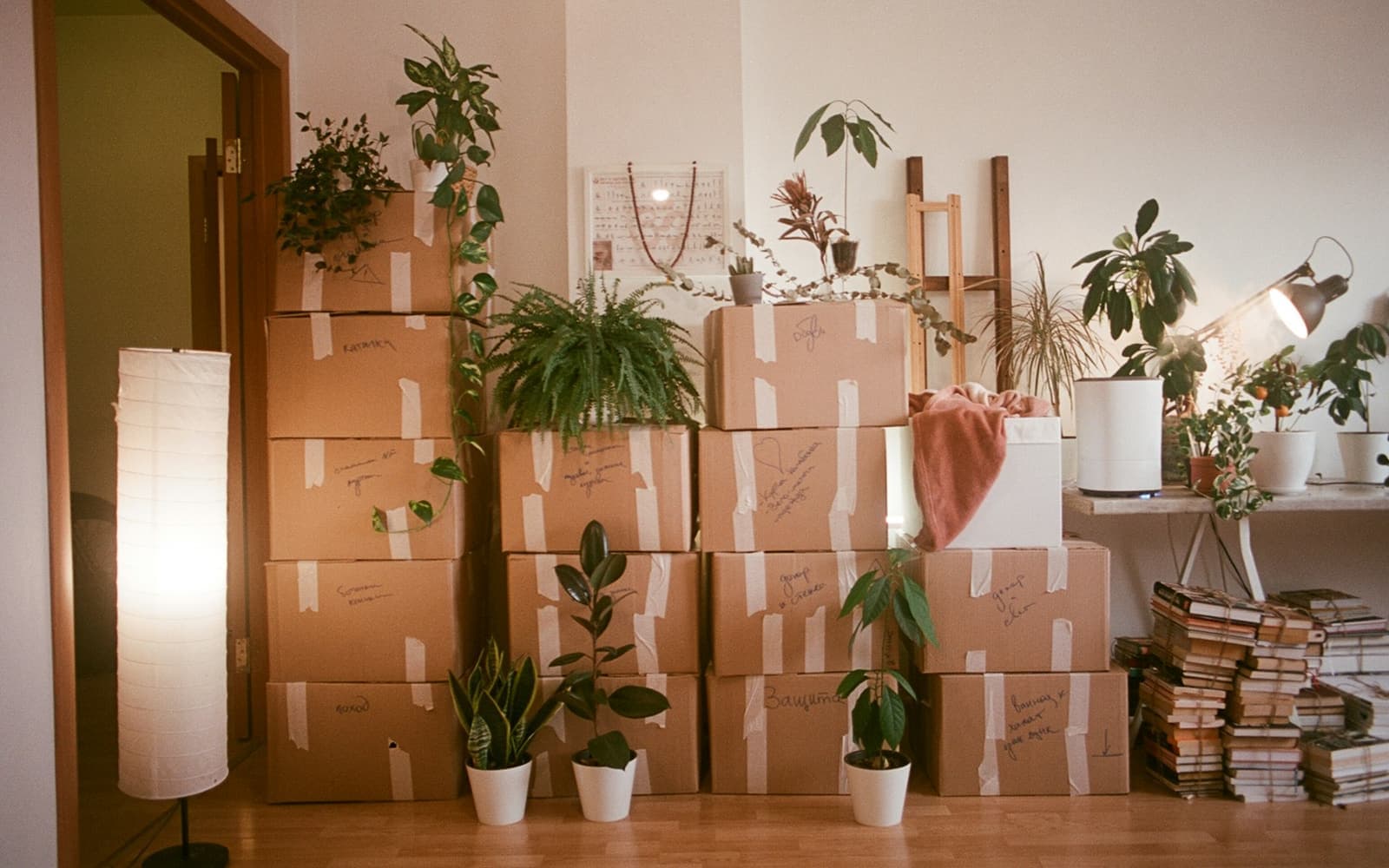Stacked moving boxes and house plants in a room